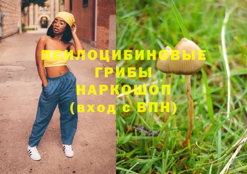 наркотики  Гудермес  Псилоцибиновые грибы Psilocybe 